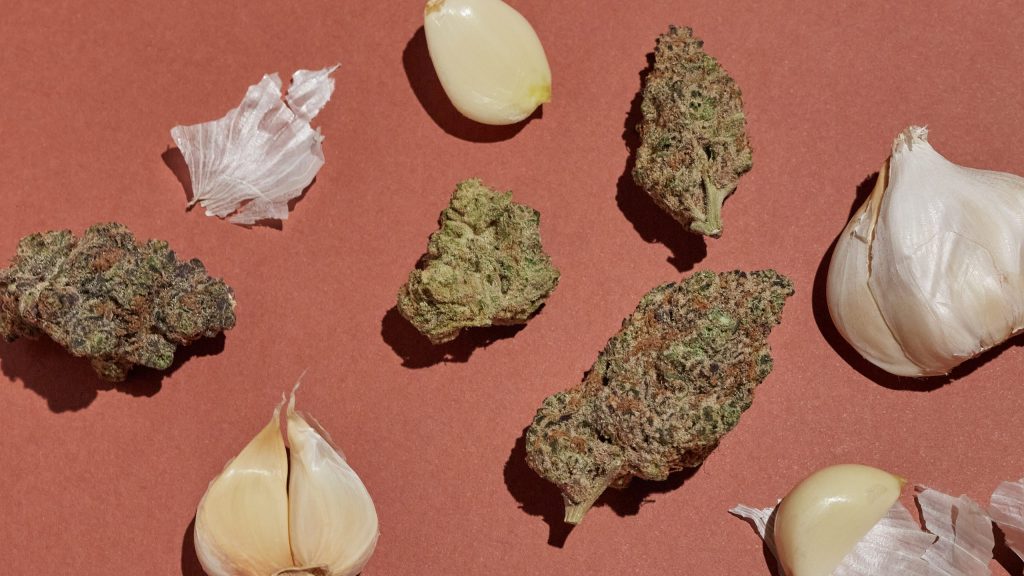7 Best GarlicFlavored Weed Strains